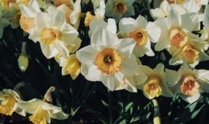 Bunga Kelahiran Desember dan Artinya, Ini Dia Bunga Narcissus/ Pexels/ Mehmet Turgut Kirkgoz