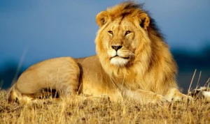 Gara-gara Ajak Singa Jalan-jalan, Turis Ini Malah Jadi Buron di Thailand Gara-gara Ajak Singa Jalan-jalan, Turis Ini Malah Jadi Buron di Thailand