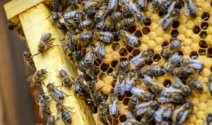 ILUSTRASI: manfaat dari propolis yang dihasilkan lebah. (freepik)