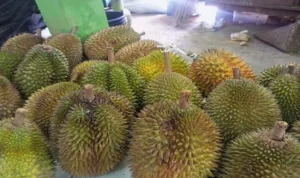 6 Makanan ini Jangan Dicampur Sama Durian, Nanti Kaget! 6 Makanan ini Jangan Dicampur Sama Durian, Nanti Kaget!