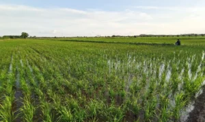 Salah satu lahan food estate di Kabupaten Pulang Pisau, Kalimantan Tengah.