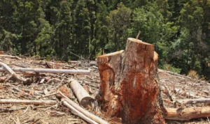 Deforestasi dan Alih Fungsi Lahan Jadi Penyebab Bencana Alam di Jawa Barat Deforestasi dan Alih Fungsi Lahan Jadi Penyebab Bencana Alam di Jawa Barat