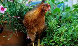 Cara Membasmi Semut dan Ayam pada Tanaman Paling Efektif