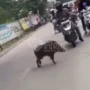 Seekor babi terlihat melintas di Jalan Raya Banjaran-Pameungpeuk dan masuk kedalam Kantor Kecamatan Pameungpeuk, Kabupaten Bandung, Jawa Barat.