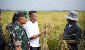 PJ Gubernur Jawa Barat, Bey Triadi Machmudin (tengah baju putih) saat menghadiri langsung panen Padi Gembira Salibu di wilayah Kecamatan Banjaran, Kabupaten Bandung.