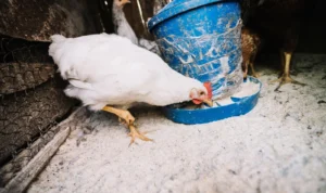 Pakan Ayam yang Baik Dikonsumsi, Ketahui Beberapa Manfaatnya (ilustrasi: Freepik)