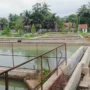 Kepala UPTD Balai Benih Ikan (BBI), Sri Irawati saat mengecek kolam ikan di Balai Benih Ikan (BBI) Kota Banjar, Kamis 18 Januari 2024.