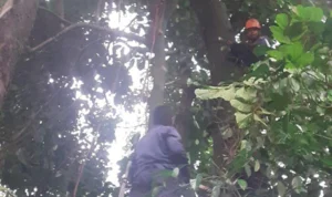 Balita di Bogor Tewas Akibat Tersengat Tawon Petugas Damkar Kabupaten Bogor saat mengevakuasi sarang tawon.