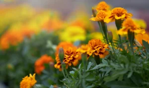 Selain Sebagai Pengobatan Tradisional, Ketahui Manfaat Bunga Marigold Bagi Kulit (ilustrasi: Freepik)