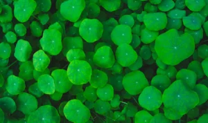 Centella Asiatica, Jenis Tanaman Herbal yang Bermanfaat Bagi Kesehatan Kulit! (ilustrasi: Freepik)