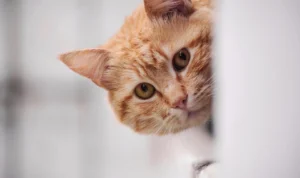 Pahami 5 Bahasa Tubuh Kucing yang penting Diketahui! (Foto: Pixabay)