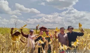 Food Estate di Gunung Mas, Kalimantan Tengah.