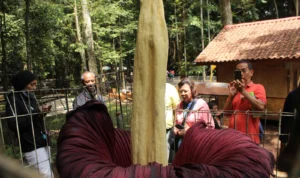 Pesona Bunga Bangkai Raksasa yang mekar di Taman Hutan Raya (Tahura) Ir. H. Djuanda, Kabupaten Bandung.