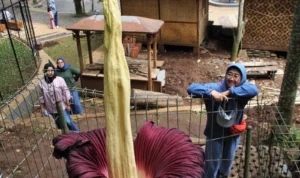 Bunga Bangkai di Tahura Bandung Catat Rekor Mekar Tertinggi Pesona Bunga Bangkai Raksasa yang mekar di Taman Hutan Raya (Tahura) Ir. H. Djuanda, Kabupaten Bandung.