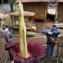 Pesona Bunga Bangkai Raksasa yang mekar di Taman Hutan Raya (Tahura) Ir. H. Djuanda, Kabupaten Bandung.