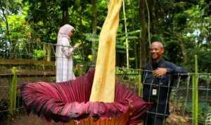 Kenalan dengan Pawang Flora Fauna Tahura / Hendrik Muchlison