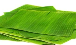 Ternyata Daun Pisang Punya 6 Manfaat Keren yang Bikin Hidup Makin Asyik! Ternyata Daun Pisang Punya 6 Manfaat Keren yang Bikin Hidup Makin Asyik!