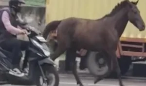 Heboh! Kuda Pacu Raksasa Kabur dari Kandang di Kecamatan Tanjungsari, Begini Kronologsnya