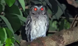 Daftar Hewan yang Sering Dikaitkan sebagai Simbol Kematian