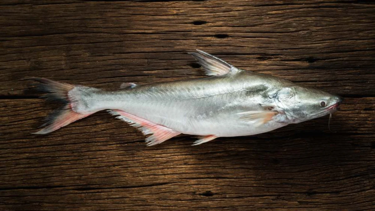 7 Khasiat Ikan Patin, dapat Membantu Kesehatan Jantung!