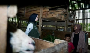 Pemerintah Tak Cepat Tanggap, Jabar Bergerak KBB Fasilitasi Pembangunan Rumah Sukiman Ketua Jabar Bergerak KBB, Sonya Fatmala saat menyambangi kediaman keluarga Sukiman yang tinggal di kandang domba. Minggu (4/2). Foto Suwitno/Jabarekspres