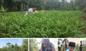 Menyulap Tanah Gersang Jadi Lautan Kangkung