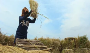 Ilustrasi panen Gabah di kawasan Pasir Biru, Kota Bandung. (Pandu Muslim/Jabar Ekspres)