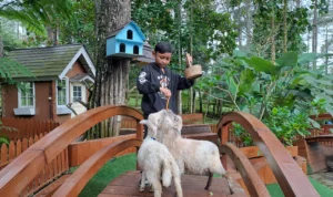 Rabbit Forest by Orchid Forest Cikole, Wisata Edukasi di Lembang Bisa Swafoto Hingga Beri Makan Hewan Rabbit Forest by Orchid Forest Cikole, Wisata Edukasi di Lembang Bisa Swafoto Hingga Beri Makan Hewan