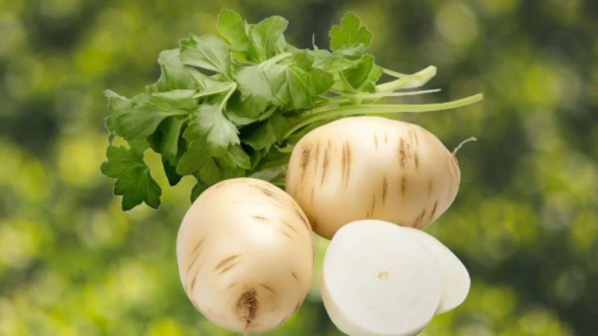 Selain Bagi Kecantikan, Ketahui Manfaat Bengkuang Sebagai Minuman Detox (ilustrasi)