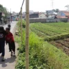 Sektor Pertanian di Kabupaten Bandung Harus Terus Diperhatikan Warga sedang melewati lahan pertanian yang ada di Kabupaten Bandung.