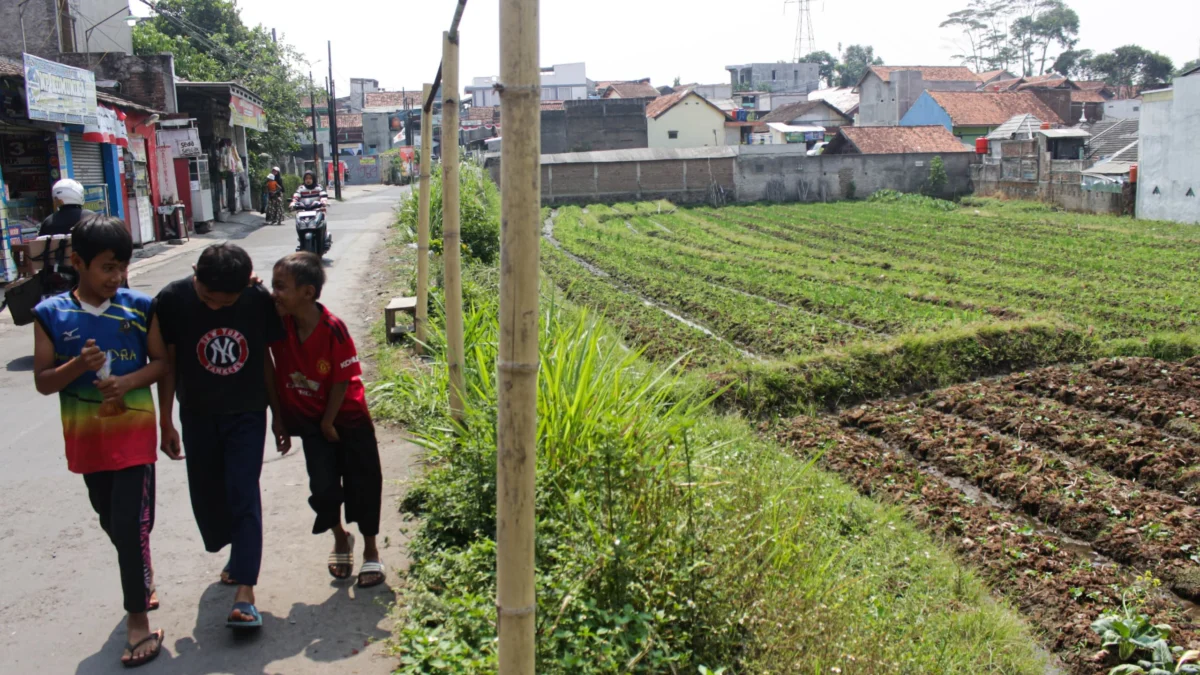 Warga sedang melewati lahan pertanian yang ada di Kabupaten Bandung.