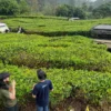 Ilustrasi kebun teh di Jawa Barat. Kebun teh sempat jadi salah satu bidang usaha PDAP.(Pandu Muslim)