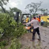 Kapolsek Rancaekek, Kompol Deny Sunjaya saat membantu proses evakuasi pohon tumbang pasca diterjang angin puting beliung.