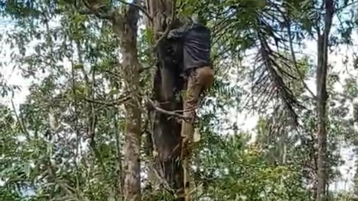 Video yang viral di media sosial dugaan Caleg depresi karena gagal dan habis uang Rp1 miliar hingga akhiri hidupnya di Kecamatan Ciwidey, Kabupaten Bandung. (Istimewa)