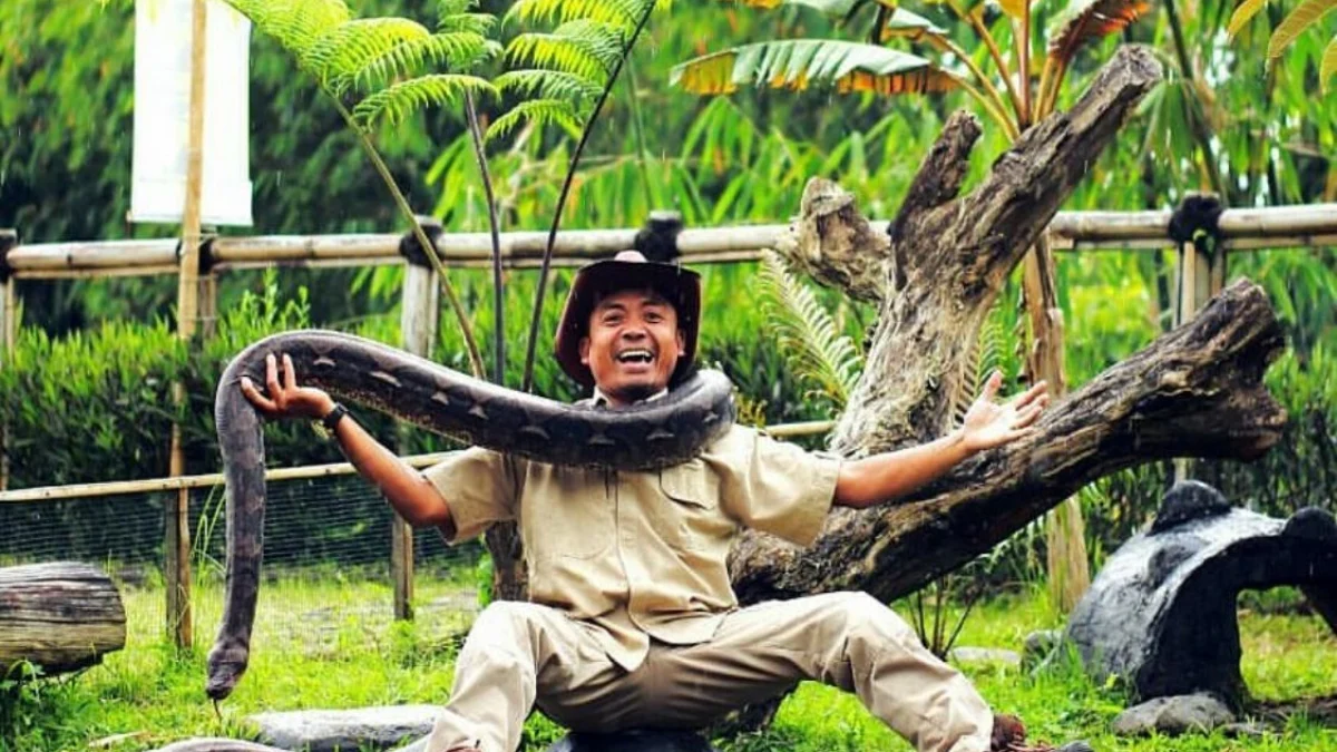 Terkenal Jago untuk Hipnotis Reptil, Steve Ewon Siap "Hipnotis" Warga di Pilkada KBB Steve Ewon siap maju di Pemilihan Kepala Daerah Kabupaten Bandung Barat (Pilkada KBB) 2024.