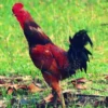 Cara Ternak Ayam Kampung hingga 60 Hari Panen, Peluang Bisnis yang Sangat Menjanjikan!