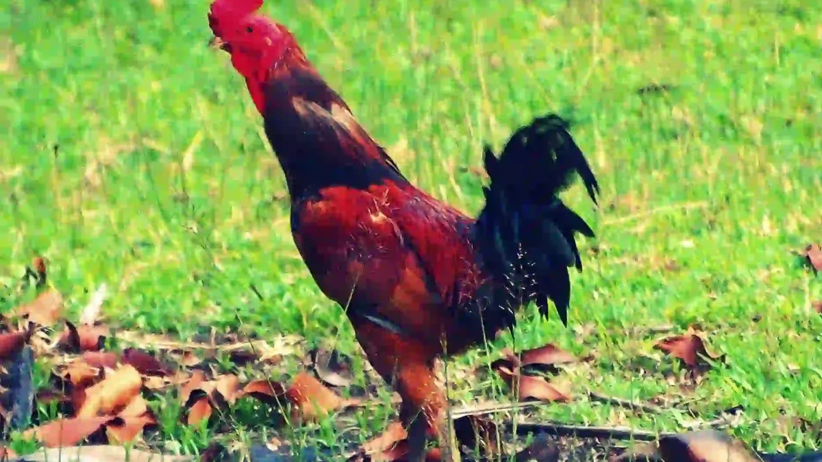 Cara Ternak Ayam Kampung hingga 60 Hari Panen, Peluang Bisnis yang Sangat Menjanjikan! Cara Ternak Ayam Kampung hingga 60 Hari Panen, Peluang Bisnis yang Sangat Menjanjikan!