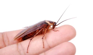 Rayakan Valentine, Kecoa Jadi Hadiah Romantis di Kebun Binatang