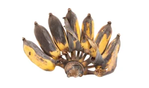 Fakta Makanan Busuk yang Kaya Manfaat: Mitos dan Realitas!