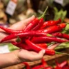 Harga Pangan Hari Ini Senin, 19 Februari 2024: Cabai, Daging, dan Telur Naik!