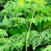 BRIN Ungkap Potensi Daun Kelor untuk Mengatasi Stunting dan Anemia