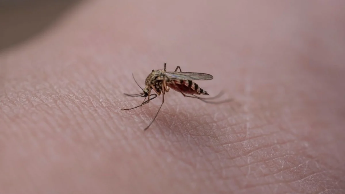 Ilustrasi nyamuk Aedes aegyti. Foto dok (pixabay)