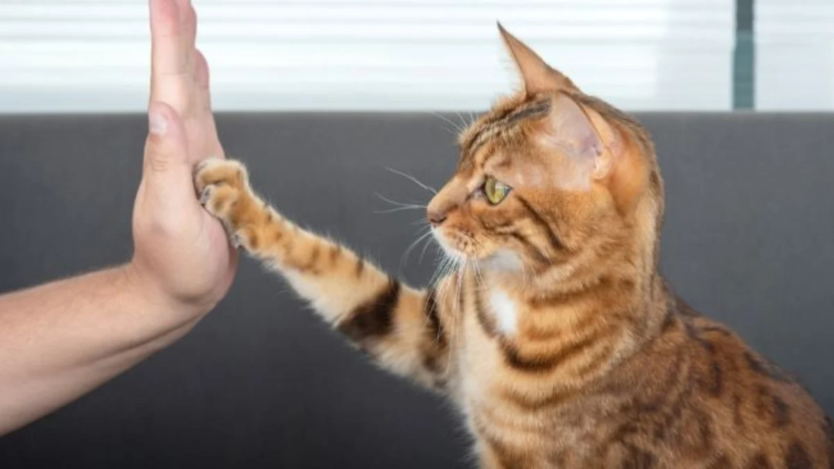 Ilustrasi: Kucing yang menurut dengan manusia.
