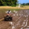 Ilustrasi petani membajak sawah menggunakan alsintan modern.