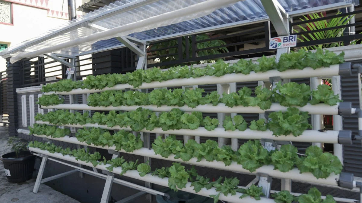 Program BRInita Sulap Lahan Sempit Jadi Urban Farming yang Produktif