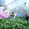 Didukung oleh BRI Peduli, Intip Kegiatan Bertani di Tengah Kota Medan