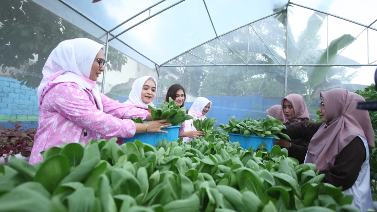 Didukung oleh BRI Peduli, Intip Kegiatan Bertani di Tengah Kota Medan Didukung oleh BRI Peduli, Intip Kegiatan Bertani di Tengah Kota Medan