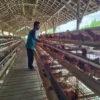Peternak Klaster Usaha Mandiri Makmur Lampung setiap kali mengumpulkan telur-telur hasil ternak/ Dok. Humas BRI