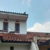 Sekawanan monyet jenis kera ekor panjang berkeliaran di pemukiman warga wilayah Desa Cinunuk, Kecamatan Cileunyi, Kabupaten Bandung. (Istimewa)