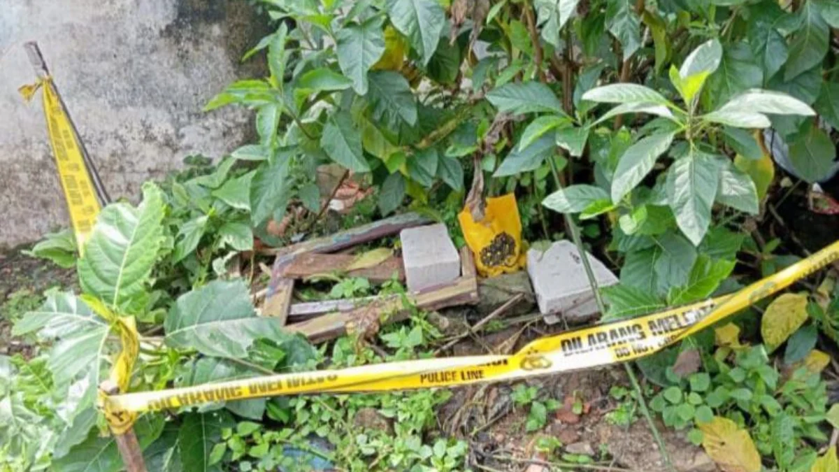 Granat nanas di perkarangan rumah warga Dramaga, Kabupaten Bogor.